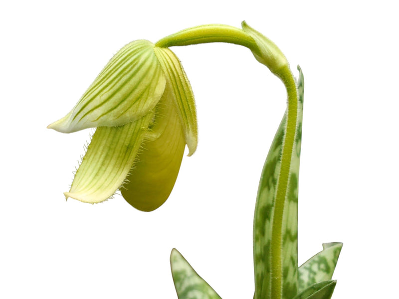 Paphiopedilum sukhakulii f. album