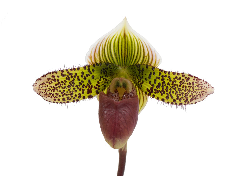 Paphiopedilum Raisin Pie