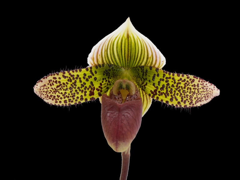 Paphiopedilum Raisin Pie