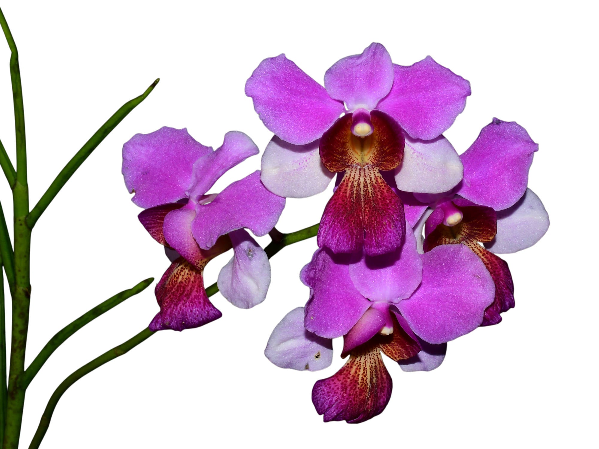 Papilionanthe teres