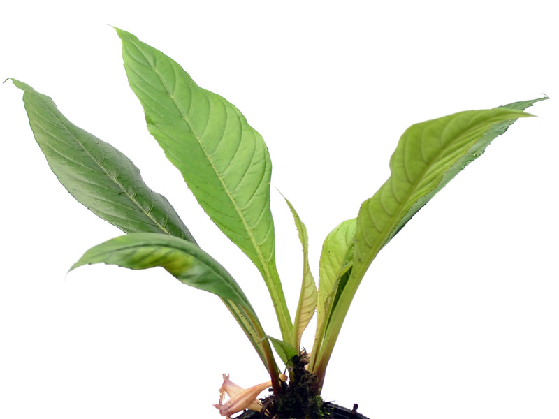 Paradrymonia ciliosa