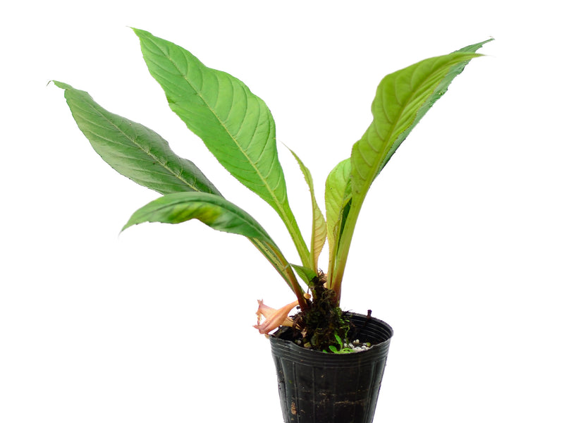 Paradrymonia ciliosa