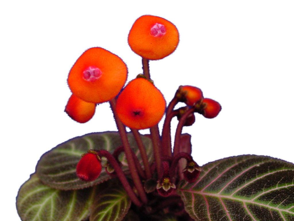 Hypocrisy / Penetralia ヒポクリシー Pearcea hypocyrtiflora — Ecuagenera Orquídeas del Ecuador