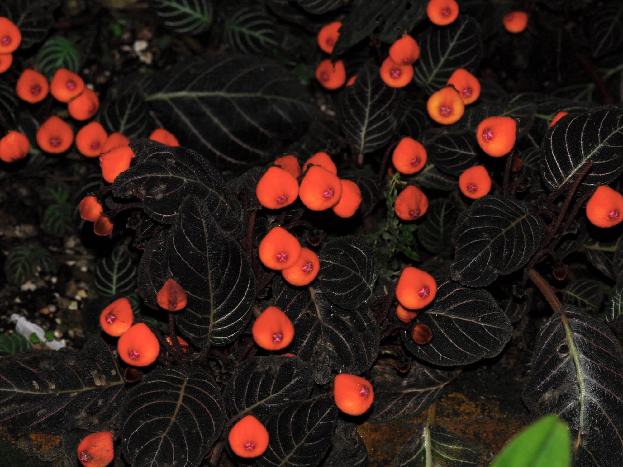 Hypocrisy / Penetralia ヒポクリシー Pearcea hypocyrtiflora — Ecuagenera Orquídeas del Ecuador
