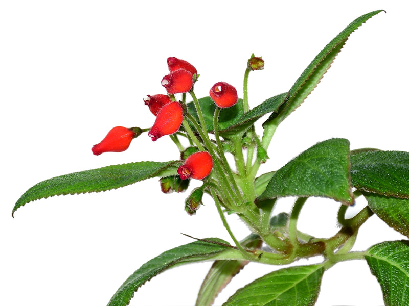 Pearcea hypocyrtiflora cf