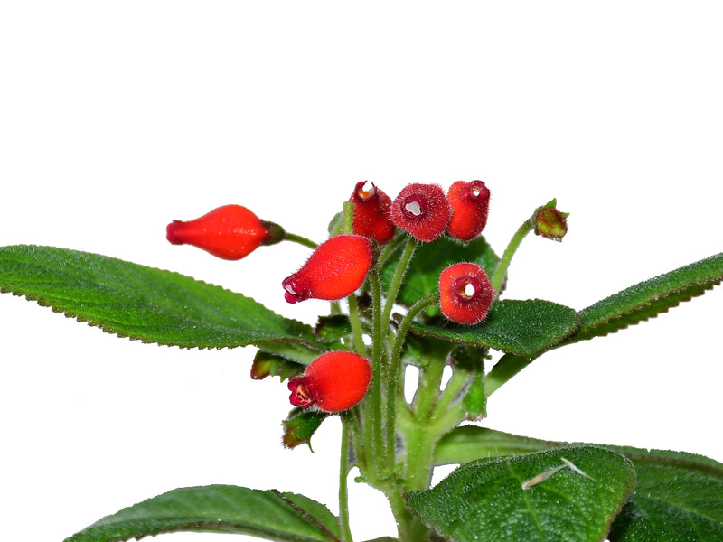 Pearcea hypocyrtiflora cf