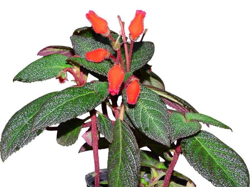 Pearcea hypocyrtiflora x Episcia cupreata