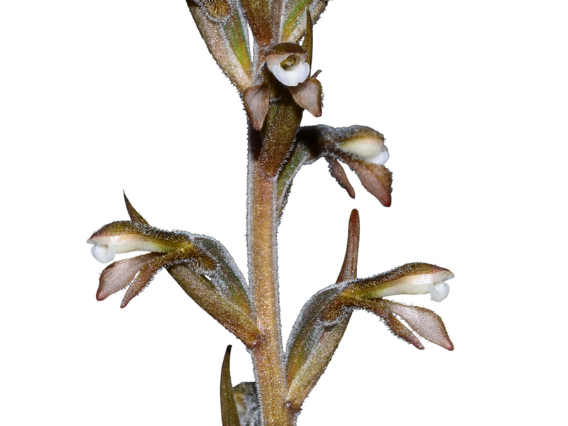 Pelexia weberbaueri
