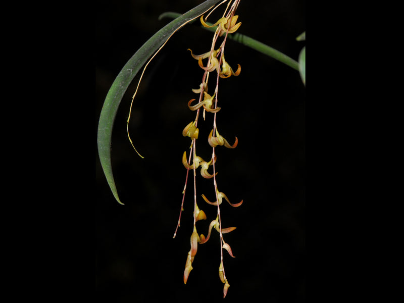 Pendusalpinx berlineri