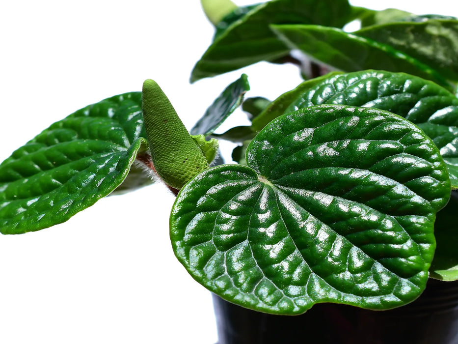 Peperomia albovittata 'Hairy'