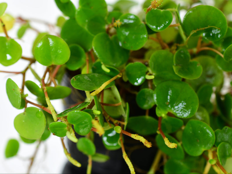 Peperomia Orellana