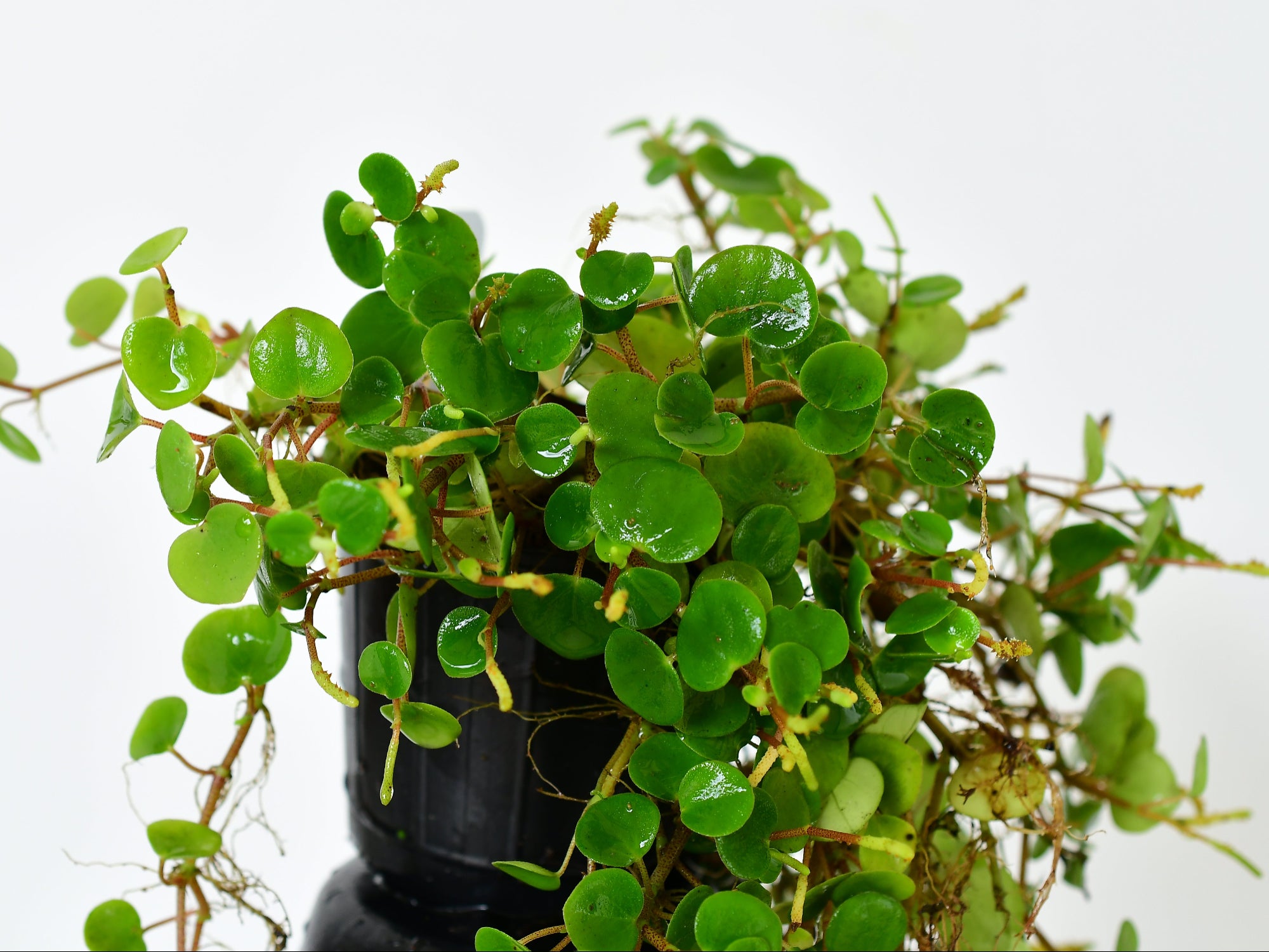 Peperomia Orellana