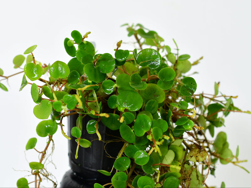 Peperomia Orellana