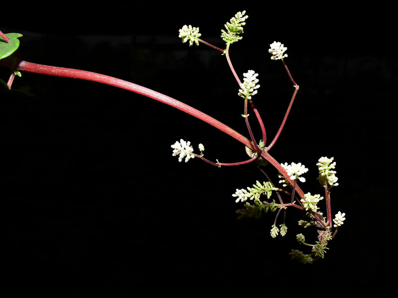 Peperomia round