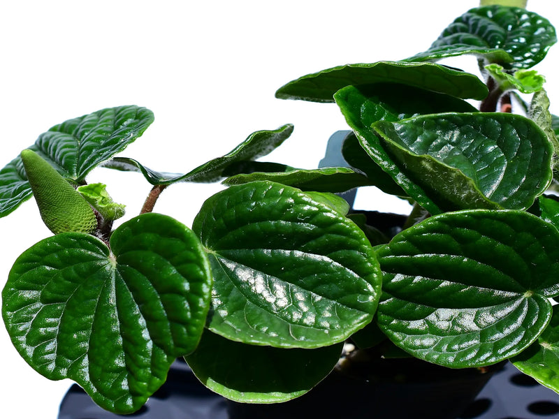 Peperomia albovittata 'Hairy'