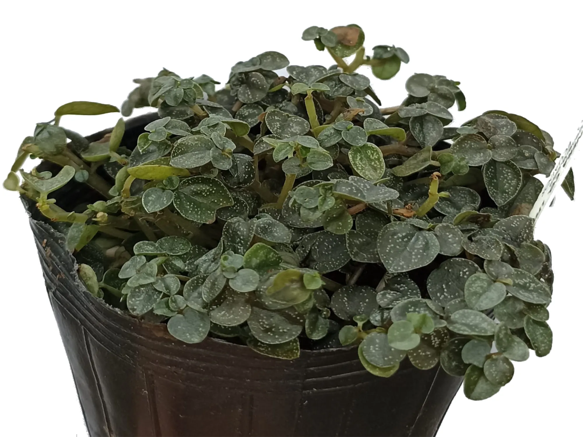 Peperomia antoniana