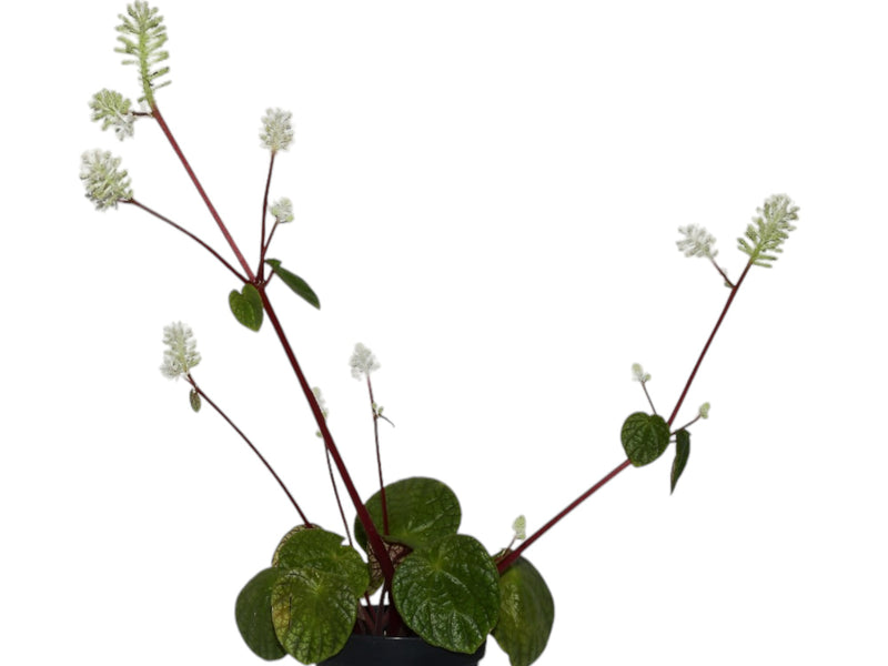 Peperomia cotyledon