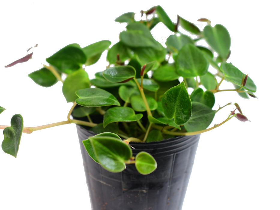 Peperomia maculosa 2