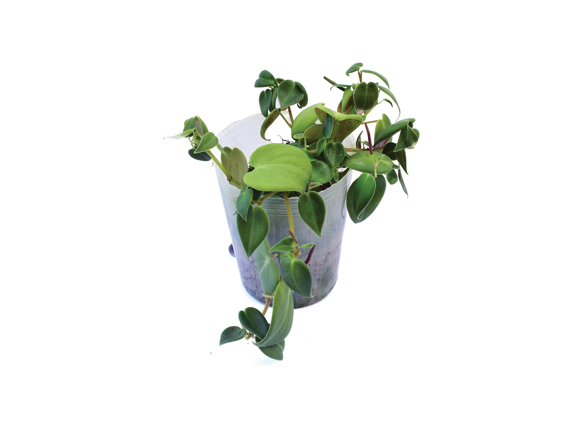 Peperomia maculosa 2