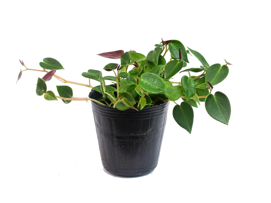 Peperomia maculosa 2