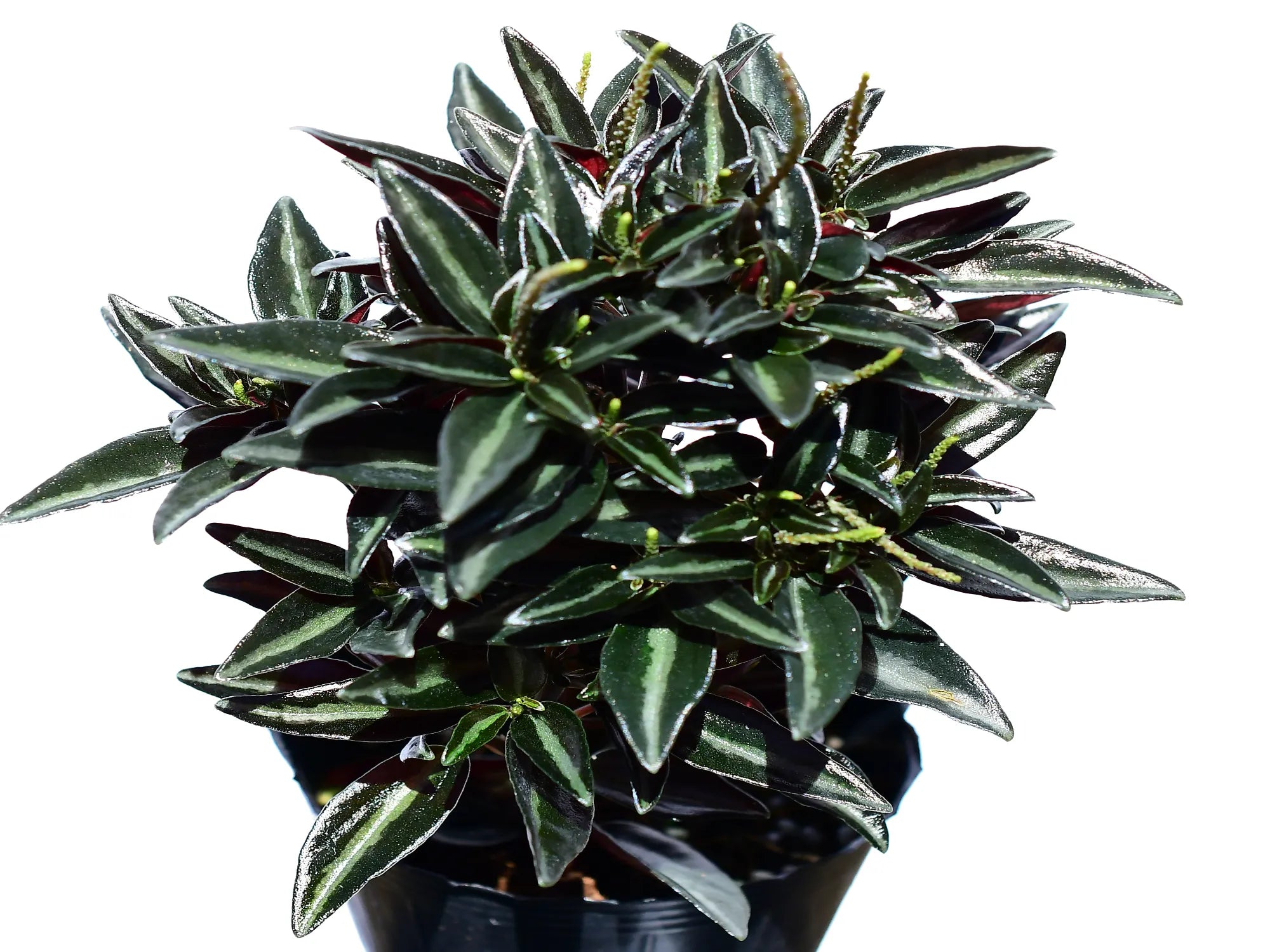 Peperomia metallica — Ecuagenera Orquídeas del Ecuador