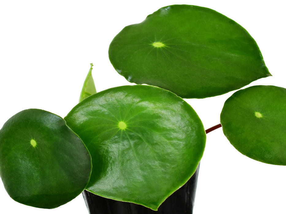 Peperomia polybotrya