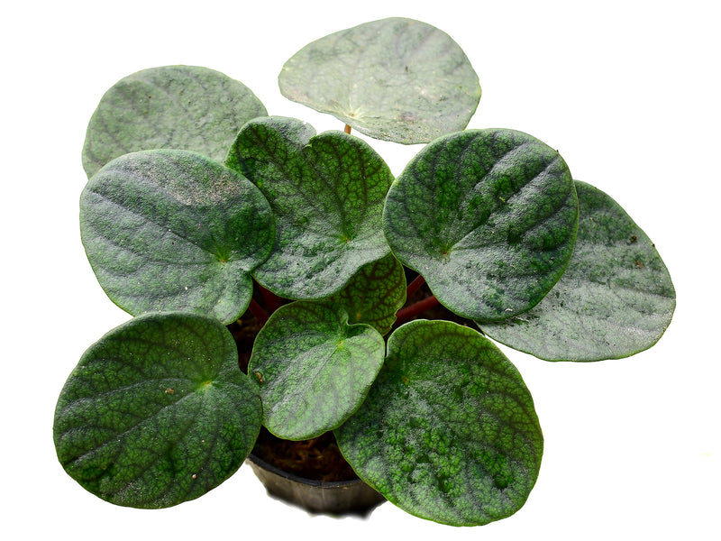 Peperomia round