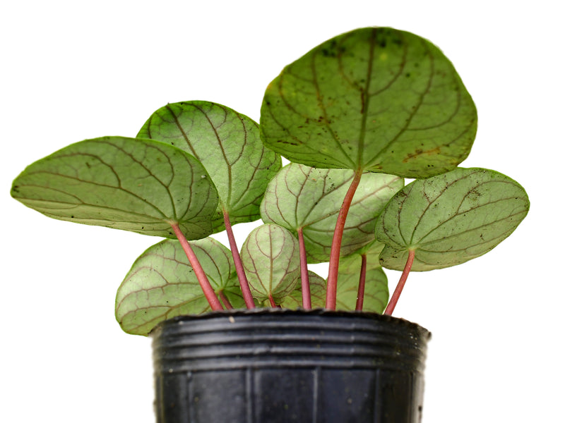 Peperomia round