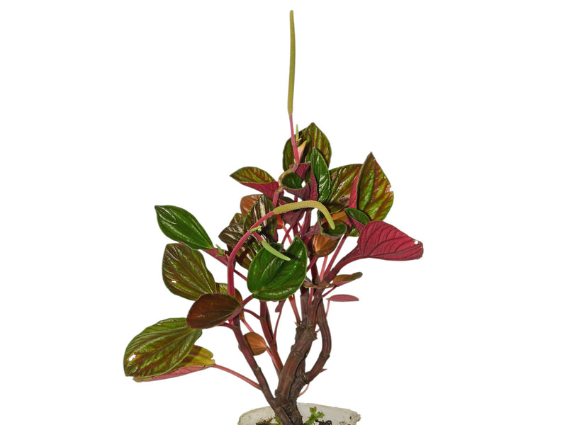 Peperomia rugosa cf