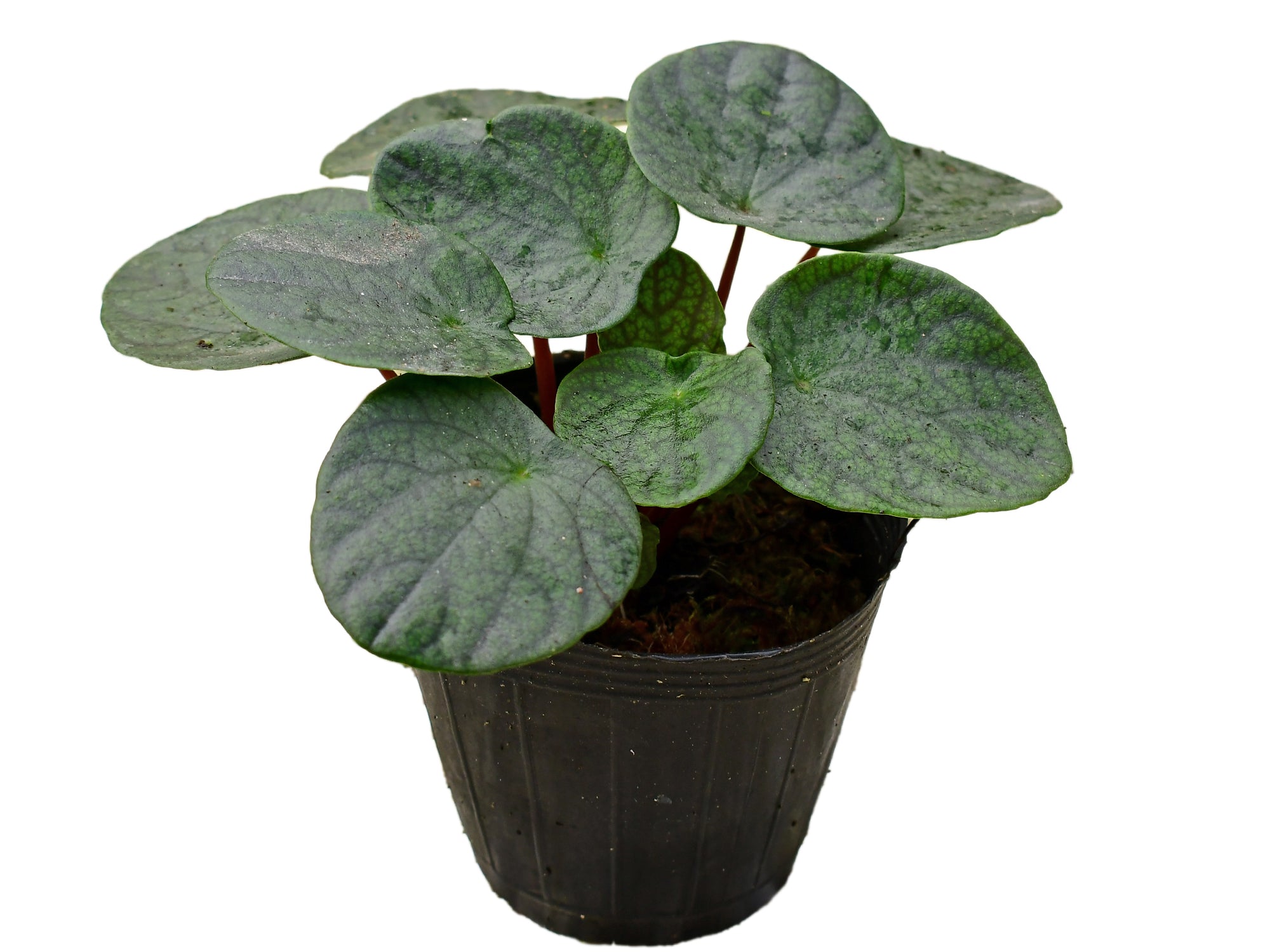 Peperomia round