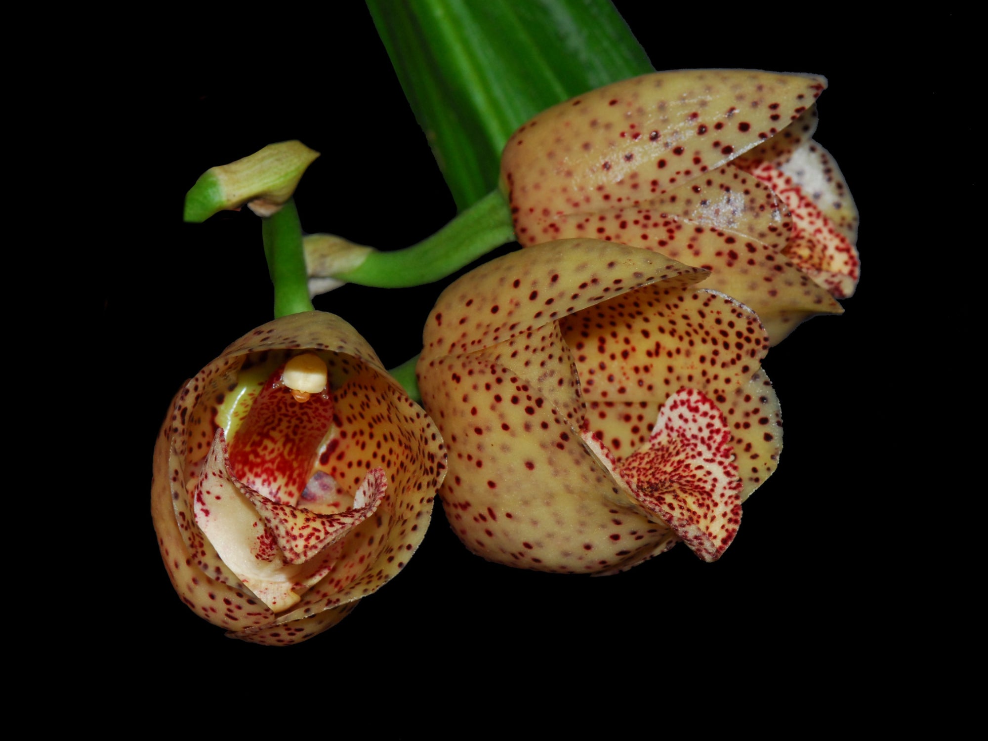 Peristeria guttata