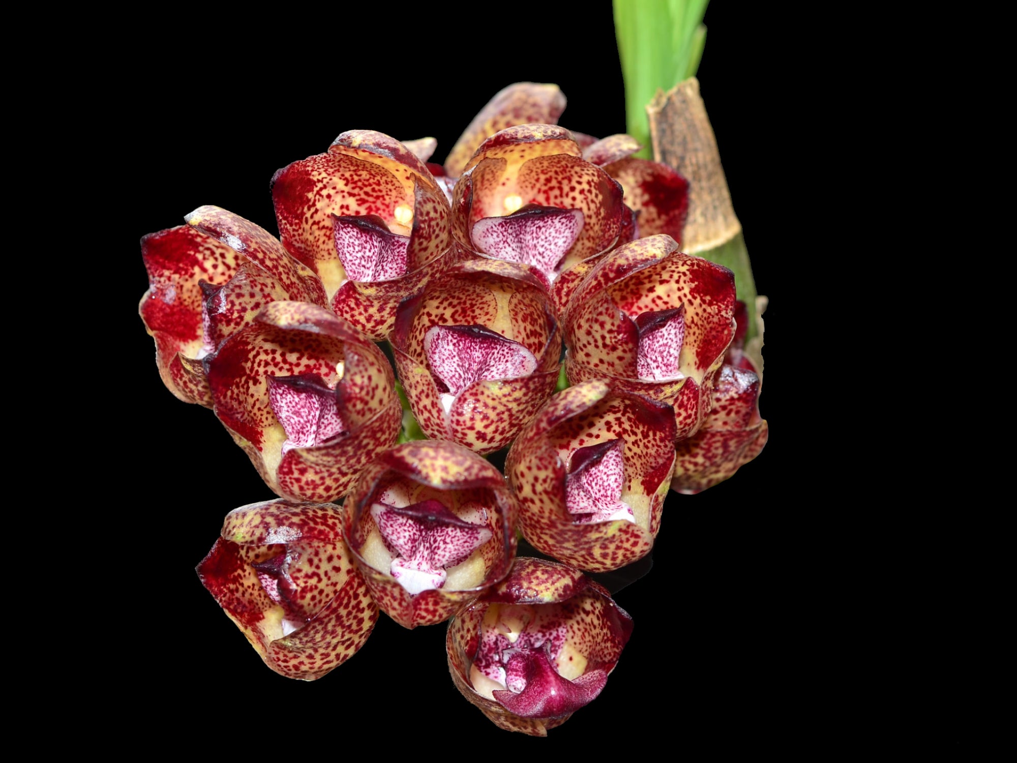 Peristeria pendula