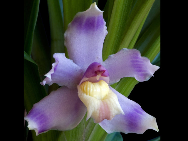 Pescatoria ecuadorana f. albina