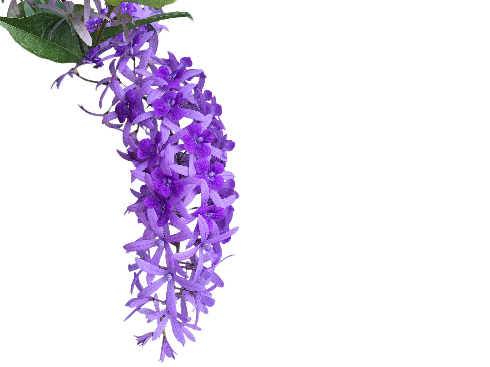 Petrea volubilis