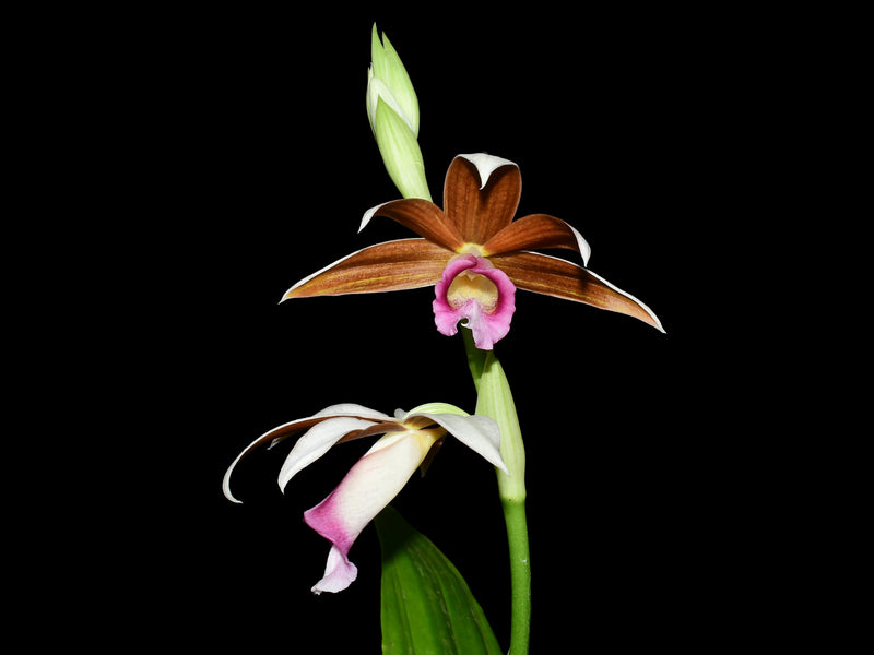 Phaius tankervilleae