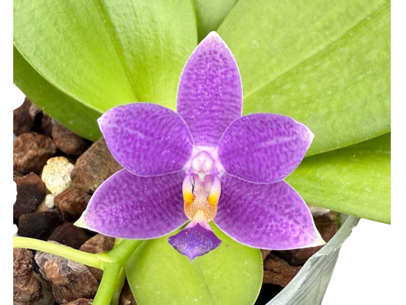 Phalaenopsis Lioulin Blue Star