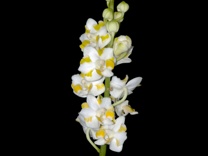 Phalaenopsis pulcherrima f. alba
