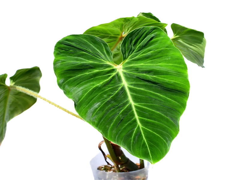 Philodendron verrucosum green zafire