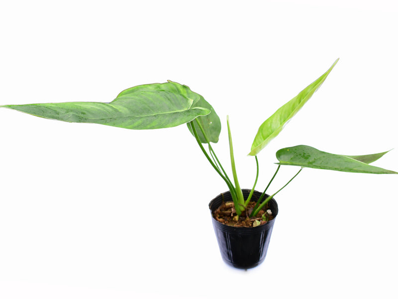 Philodendron Celestial Bird