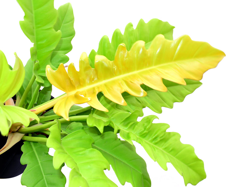 Philodendron Golden Ring of Fire