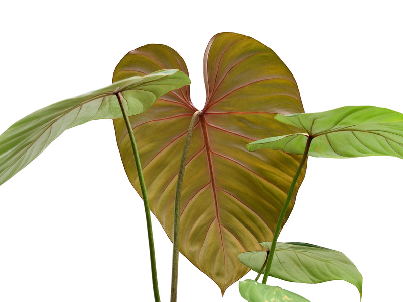 Philodendron Pink Glory