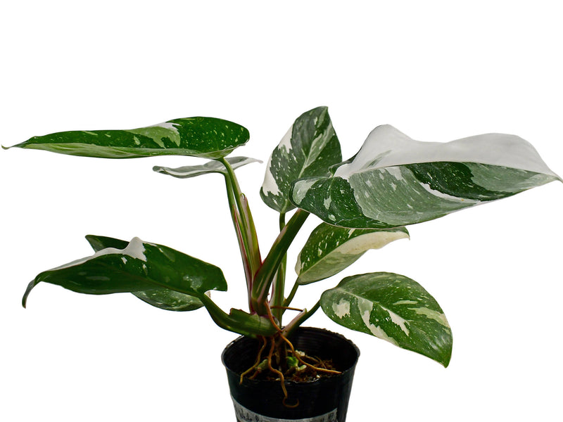 philodendron white knight galaxy Philodendron 'White Princess' 17cm Pot