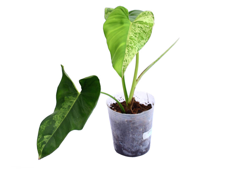 Philodendron alatisulcatum variegado