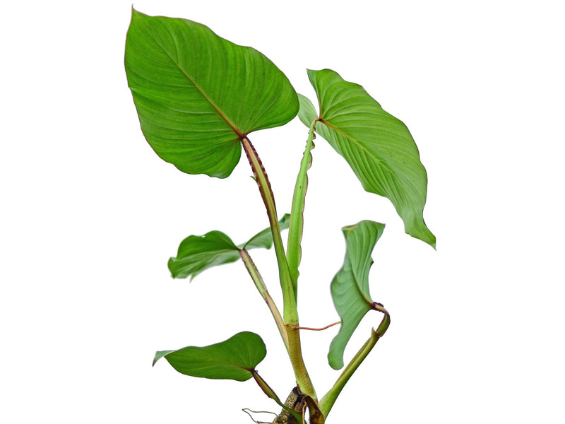 Philodendron alatiundulatum