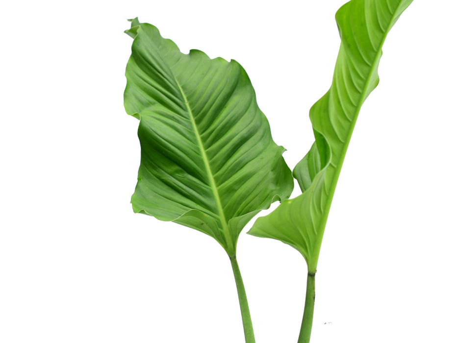 Philodendron deflexum x Philodendron acutifolium