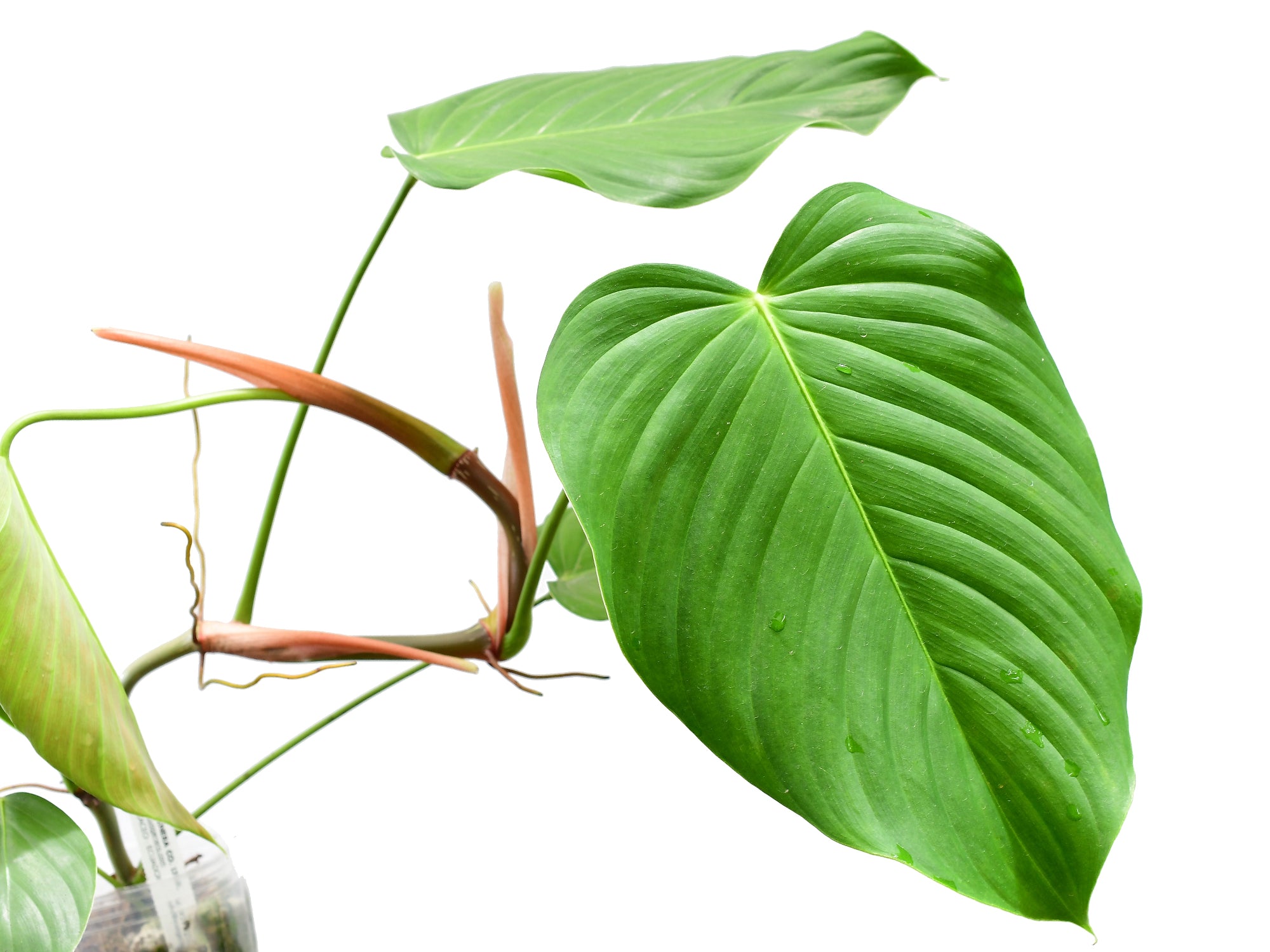 Philodendron grandipes — Ecuagenera Orquídeas del Ecuador