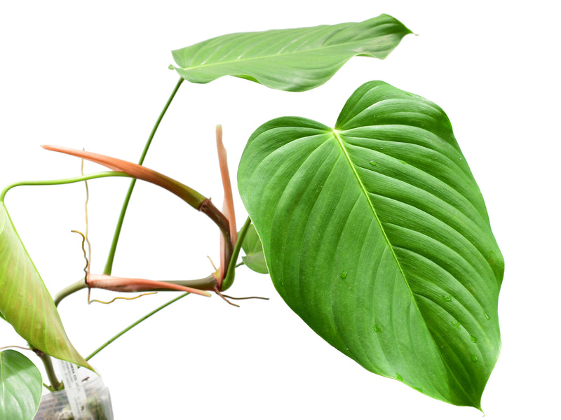 philodendron big phil Philodendron grandipes