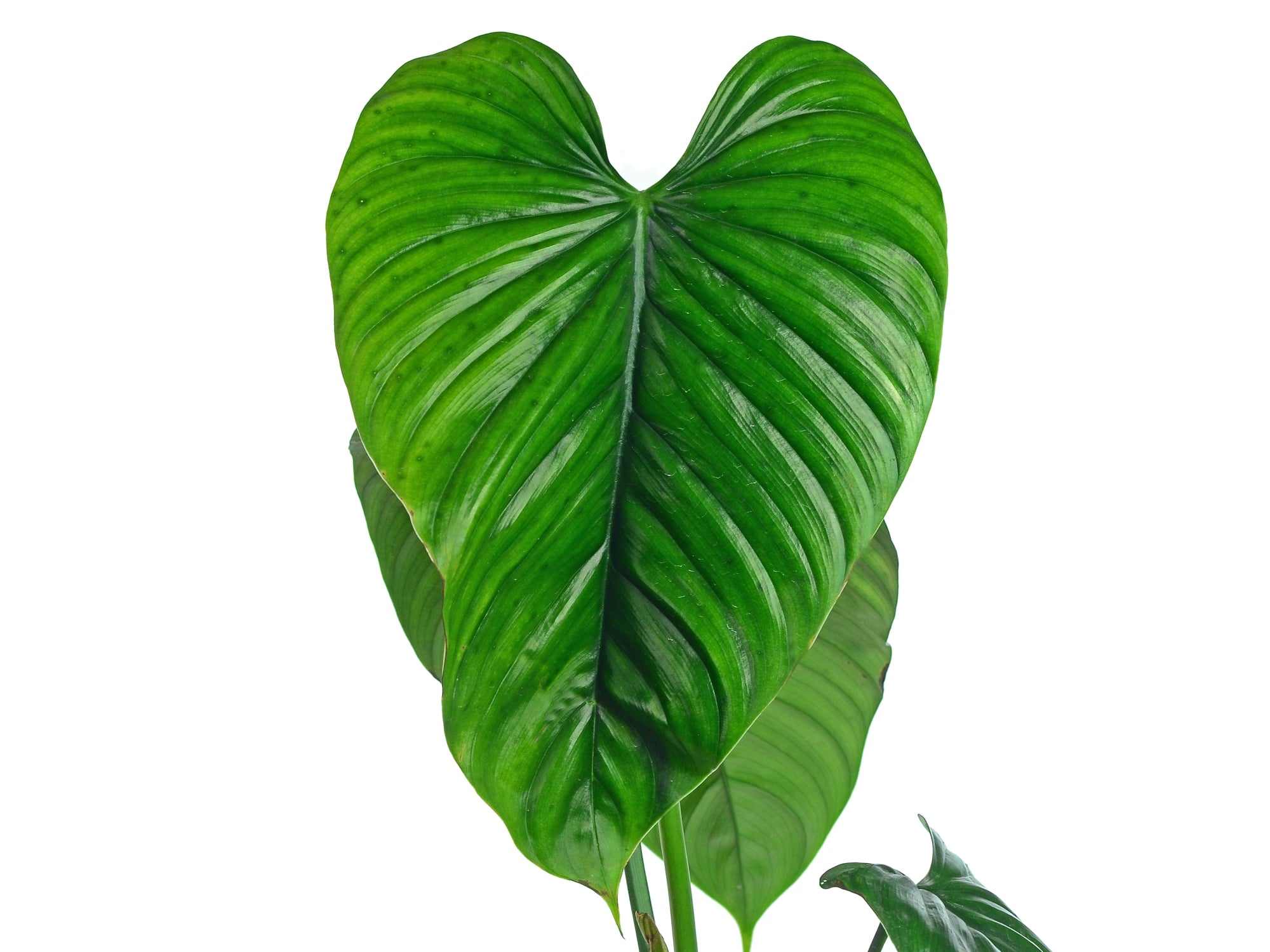 philodendron aureum maculata Philodendron rubrocinctum Platinum