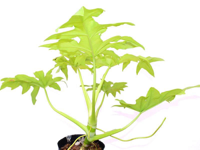Philodendron selloum 'Golden'