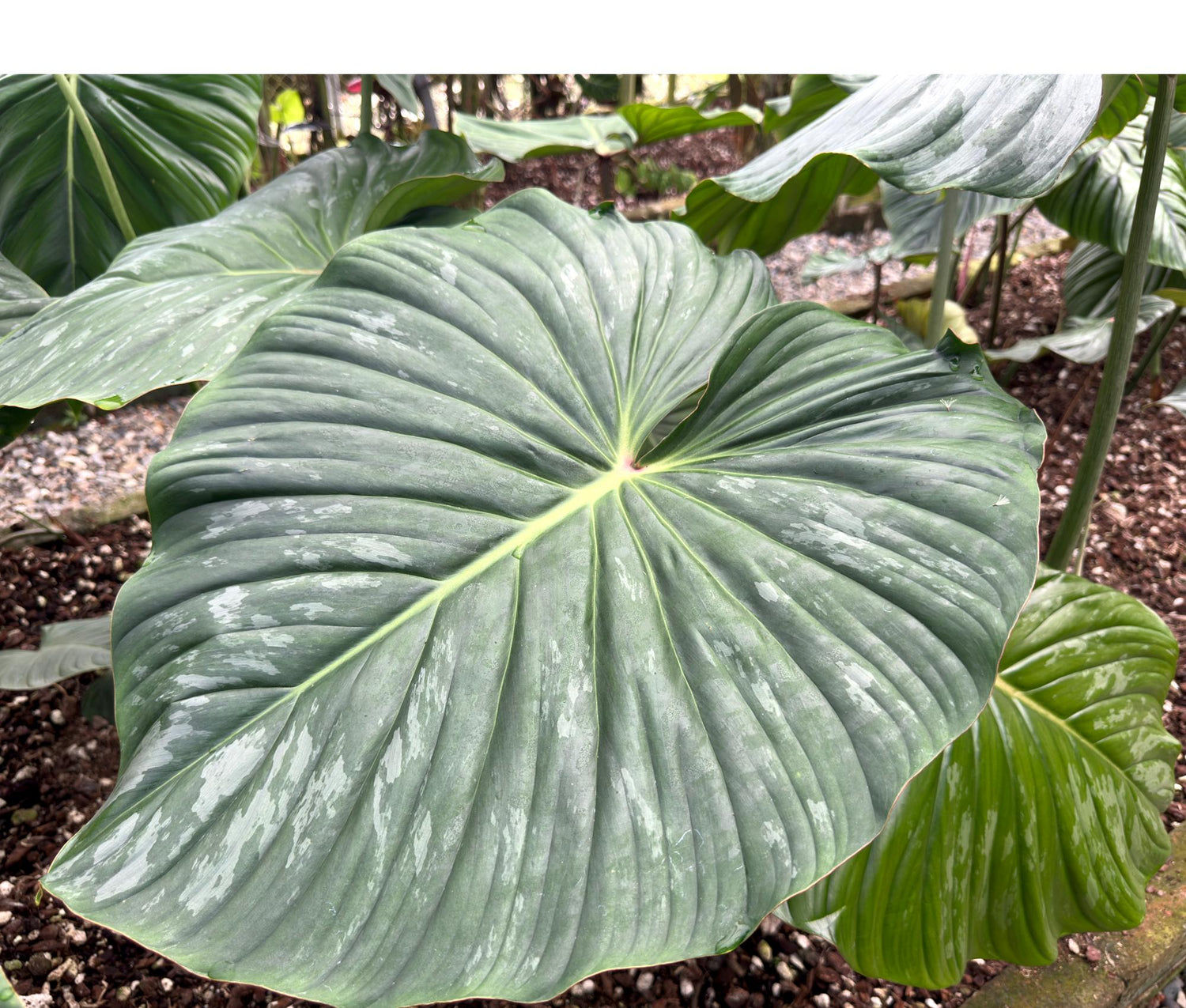 aechmea dean philodendron Philodendron sodiroi aff — Ecuagenera Orquídeas del Ecuador